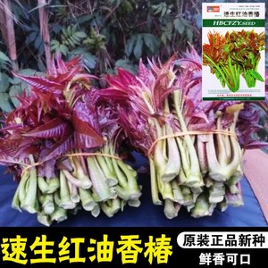 四季速生香椿种子香椿籽芽苗水培种植盆栽红油香椿树苗香椿芽蔬菜