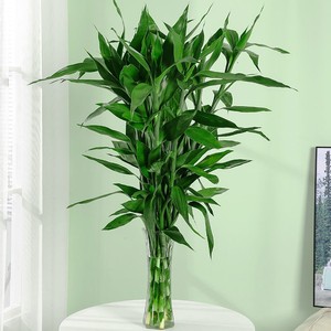 【富贵竹水培水养招财】富贵竹水培水养招财品牌,价格 - 阿里巴巴