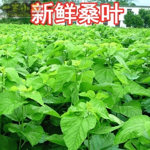 养蚕桑叶喂蚕新鲜嫩彩色蚕宝宝饲料桑葚叶新鲜桑叶芽桑树叶子现摘