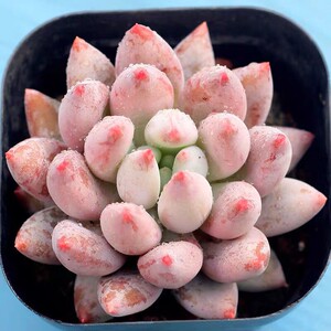 红蜻蜓多肉植物所罗门多肉出状态红色多肉老桩