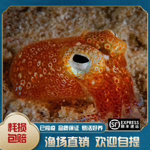 黄金乌贼 海水鱼缸网红乌贼 frank同款 翻沙 顺丰包活 海邻水族