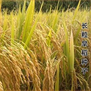 长粒旱稻种子优质高产抗倒旱种植水稻种子旱地种植稻谷大米种子