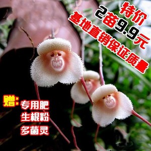 猴面小龙兰种子育苗图片