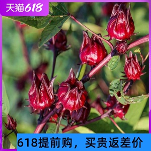 玫瑰茄苗 洛神花苗盆栽地栽庭院阳台花卉绿植 山茄当年开花结果苗