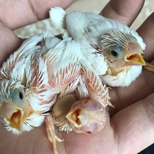【十姐妹种鸟】十姐妹种鸟品牌,价格 阿里巴巴