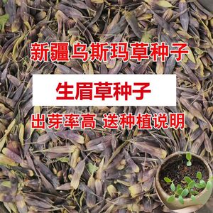 新疆乌斯玛草籽 乌斯曼草种 生眉草 奥斯曼草籽