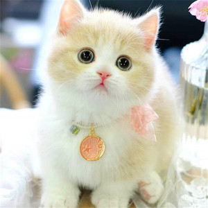曼基康矮脚猫乳色乳白英国短毛猫血统宠物小奶猫咪活物体幼崽猫舍