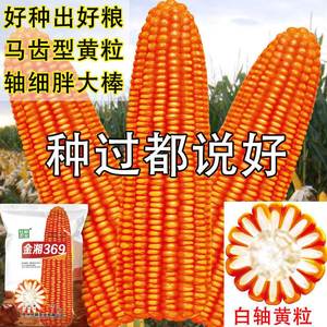 玉米种子高产抗旱矮杆抗倒伏白轴大棒大马牙双胞胎杂交玉米种