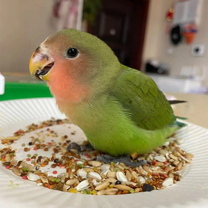 手养牡丹鹦鹉黄桃绿桃紫罗兰鹦鹉活鸟日本桃雏鸟宠物说话亲人半毛