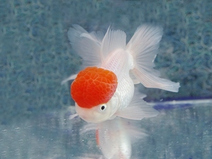 金鱼元泰狮国狮泰狮兰寿了樱花鎏金熊猫蝶尾龙睛珍珠好养耐活