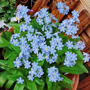 勿忘我易种四季开花草花盆栽庭院室内外春播蓝色花种籽子3人付款16