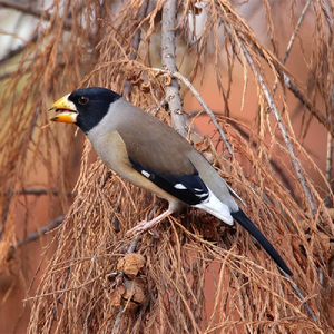 皂鸟辣子鸟各种宠物鸟活体文鸟珍珠鸟活体蜡嘴观赏小型鸟包活包邮