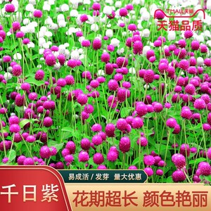 千日红种子千日紫草花种子百日红火球花观花景观花海种子盆栽幼苗