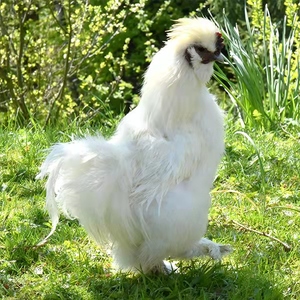 买一赠一大别山农家散养白羽乌骨鸡五谷杂粮喂养单只重1.8斤乌鸡