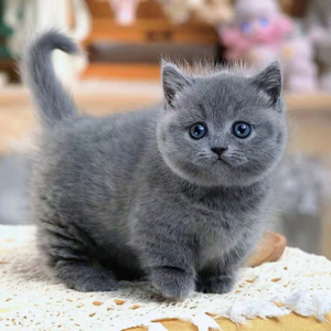 英短蓝猫幼崽纯种