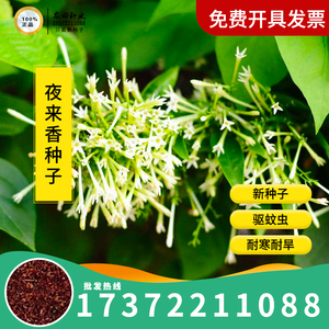 夜来香种子千里香草花花卉月苋草种子香草种子驱蚊花多年生花种子