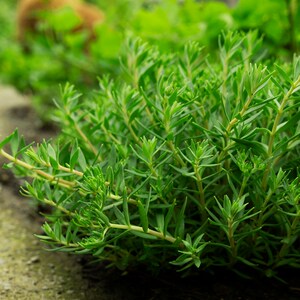 垂盆草中药材半枝莲狗牙瓣药用降转氨酶可食用农产品养肝护肝散装