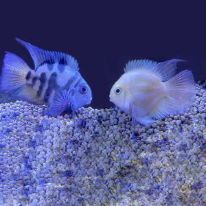 迷你鹦鹉鱼可繁殖种鱼三湖慈鲷宝蓝白金热带观赏小型淡水好养易活