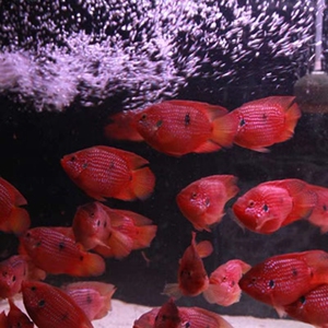 红宝石鱼公母可繁殖冷一对观赏鱼三湖慈鲷热带水族宠物鱼淡水鱼