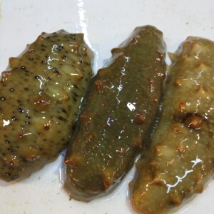 鲜活海参海参活体海捕刺参辽参新鲜活海参鲜海参单个海鲜水产