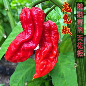 印度魔鬼椒苗变态辣种子卡罗莱纳死神辣椒卡莱罗娜卡罗来纳超辣王