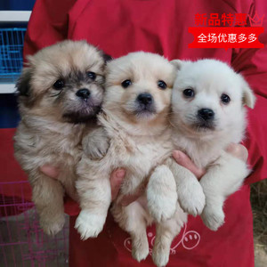 挑选宠物博美泰迪比熊混血幼犬看家金毛拉布拉多神犬小七串串狗崽