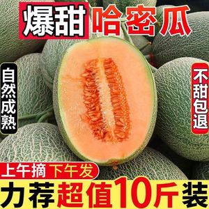 山东哈密瓜西州蜜整箱10斤新鲜应当季水果整箱冰淇淋网纹甜瓜蜜瓜