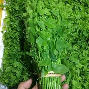 广西新鲜嫩摘赤苍藤龙须菜姑娘菜野菜5斤108元顺丰包邮