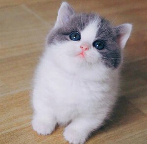纯种蓝白英短猫活体英短蓝猫幼猫矮脚猫折耳小猫活物宠物猫咪幼崽
