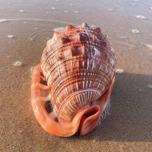 螺贝壳海螺天然鱼缸摆件造景超大四大装饰万宝名品工艺大标本收藏