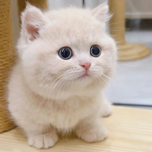 矮脚猫曼基康矮脚猫幼猫活体纯种拿破仑矮脚猫短腿猫英短猫美短猫