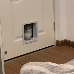 猫洞门通用