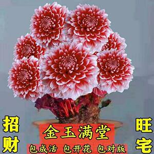 富贵花金玉满堂花卉招财旺宅花苗当年开花盆栽地栽多年生客厅阳.
