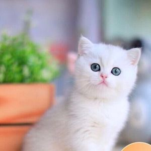 无偿领养纯白英短幼猫白猫小奶猫活体宠物猫咪活物小猫幼崽小宠猫