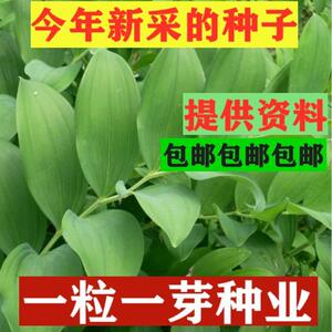 玉竹种子 可食用 鸡头黄精 爪子参黄鸡菜 老虎姜 黄精蔬菜种籽