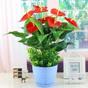 仿真假花草绿植红掌假花客厅装饰绿植物落地假花盆栽摆设舞台盆景