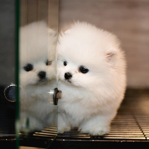 纯种白色哈多利博美幼犬活体长不大茶杯俊介犬小型迷你型宠物狗狗