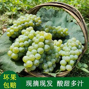 现摘水晶葡萄云南香水葡萄新鲜当季孕妇水果非青提贵州香甜多汁顺