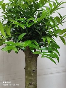 精品竹柏老桩超极长寿平安竹美称富贵竹兴旺竹规格齐全大小有货