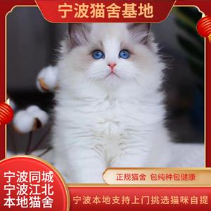 宁波猫舍布偶猫幼猫活体海双仙女小奶猫蓝双长毛小猫咪活物宠物猫