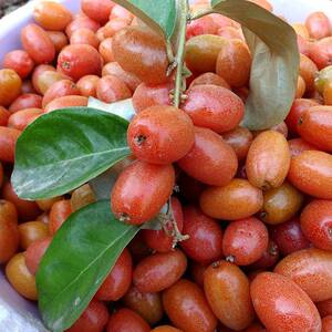 云南临沧永德特产羊奶果现摘现发酸甜牛奶果新鲜孕妇水果整箱2斤