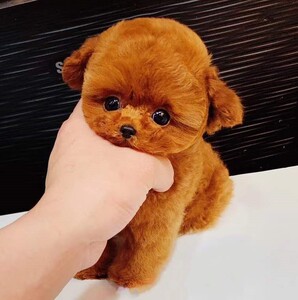 无偿领养纯种茶杯泰迪幼犬长不大宠物狗活体活物贵宾犬泰迪小型犬