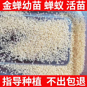 金蝉苗卵活体蝉蚁知了猴幼虫结了龟种子金蝉卵枝条山东爬叉养殖
