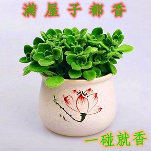 一抹香盆栽绿植碰碰香花老桩多肉花卉植物室内驱蚊清香室内阳台