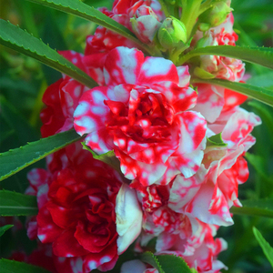 重瓣茶花凤仙花种子七彩指甲草指甲花盆栽四季开花易活花种籽子孑