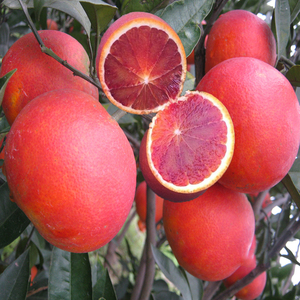橙子树苗血橙嫁接果树果苗沃柑皇帝柑树苗红美人树果树种植苗南方