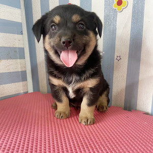 纯种活体中华田园犬四眼犬幼犬黑狗看家犬视频选购小土狗幼犬