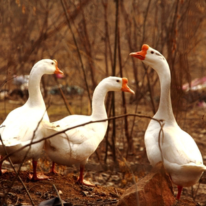 四季鹅活苗大白鹅苗特大种草鹅小鹅仔活体幼苗高产蛋鹅出壳小鹅雏