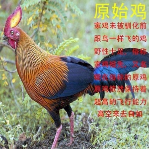 海南白耳原鸡种蛋