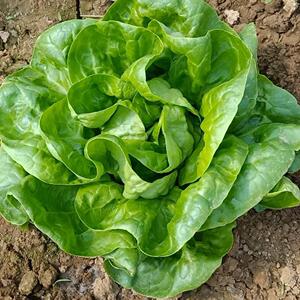 生菜种子奶油生菜种籽速生意大利生菜家庭阳台四季大田蔬菜种孑